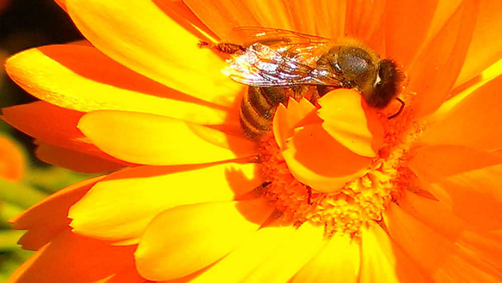 Natural Skin Care - Bee pollinating Calendula