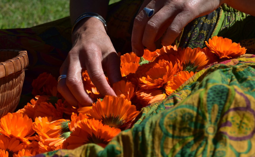 Woman's hands in lap, full of calendula flowers