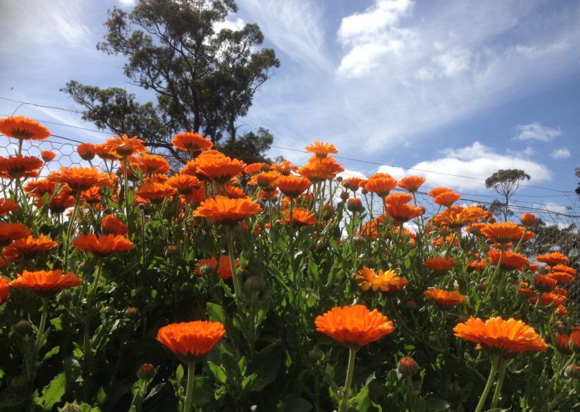 Calendula flowers - Wildgrace - Natural Skin Care